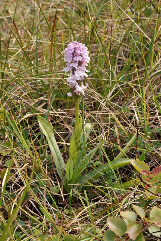 Dactylorhiza maculata.jpg