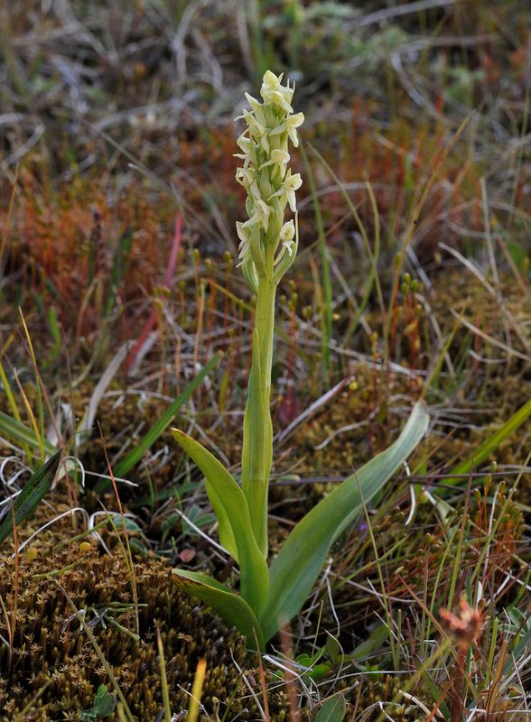 Platanthera hyperborea.jpg