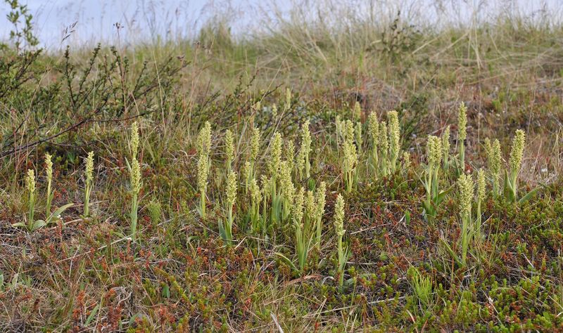 Platanthera hyperborea.3.jpg