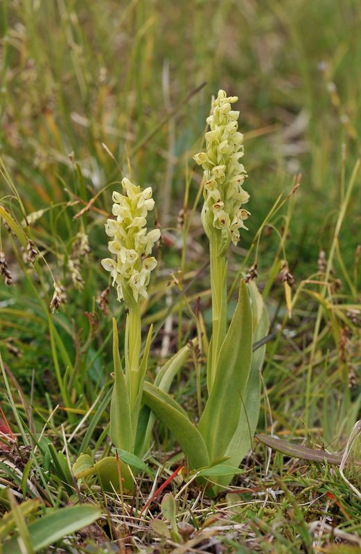 Platanthera hyperborea.jpg