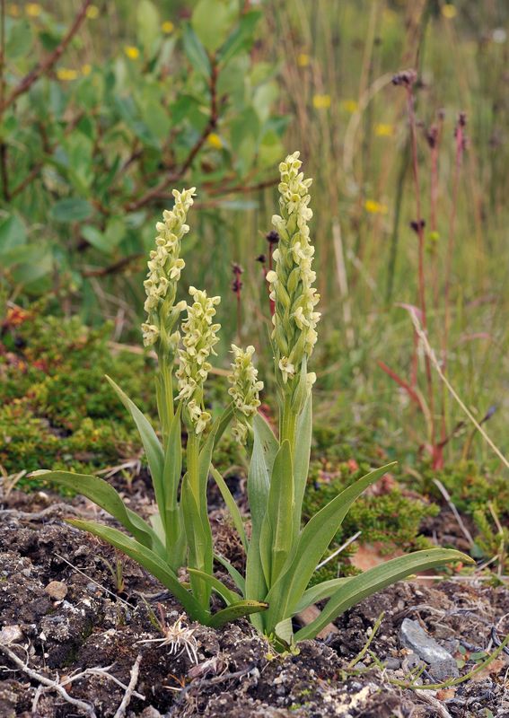 Platanthera hyperborea.4.jpg