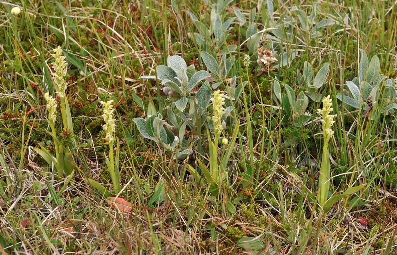 Platanthera hyperborea.5.jpg