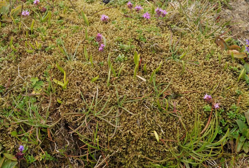 Ophioglossum azoricum.1.jpg