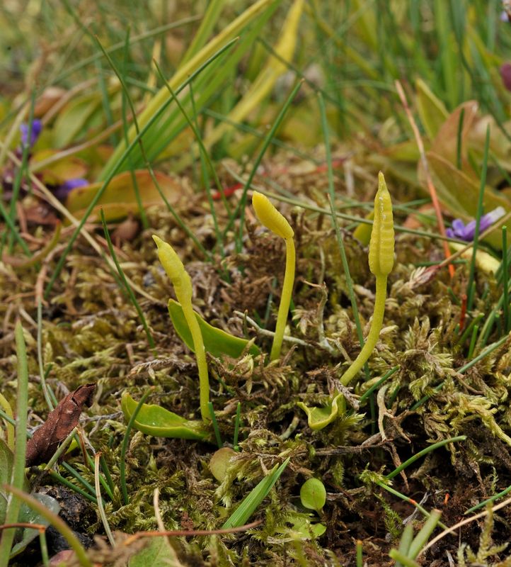 Ophioglossum azoricum.3.jpg