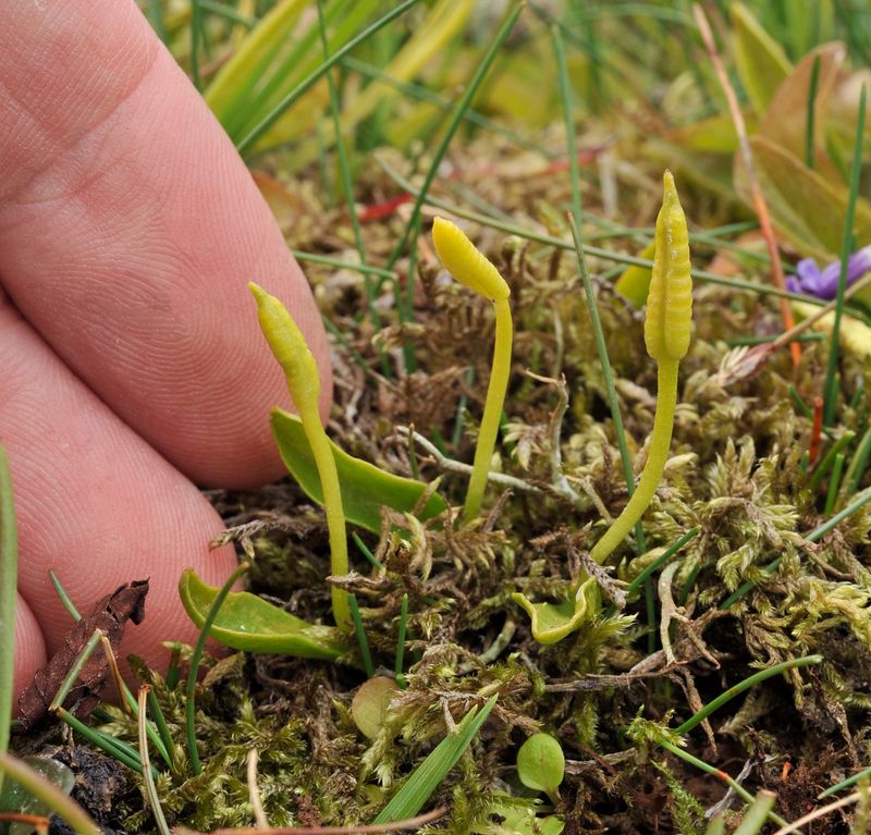 Ophioglossum azoricum.4.jpg