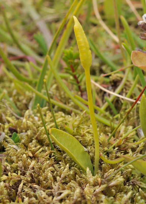 Ophioglossum azoricum.jpg