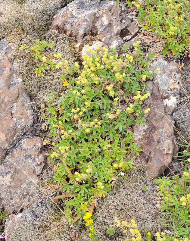 Alchemilla alpina.jpg