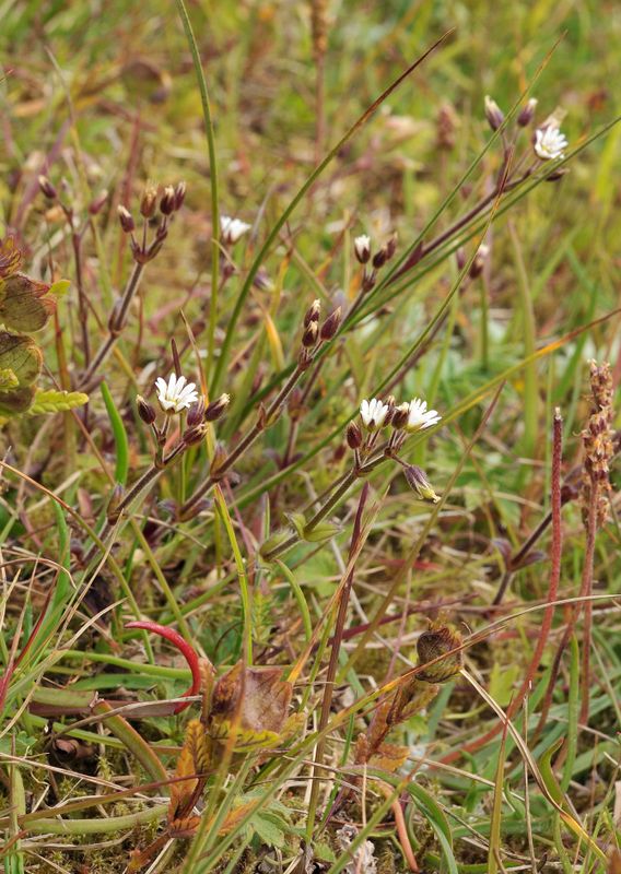 Cerastium fontanum.jpg
