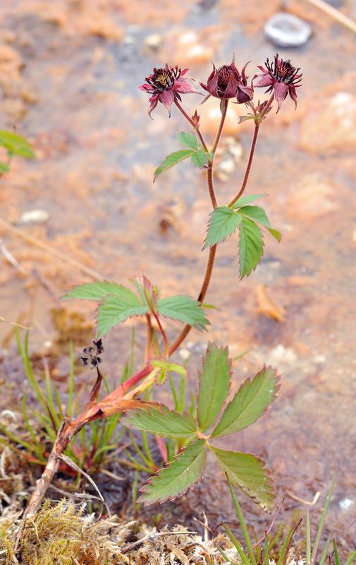 Comarum palustre.jpg