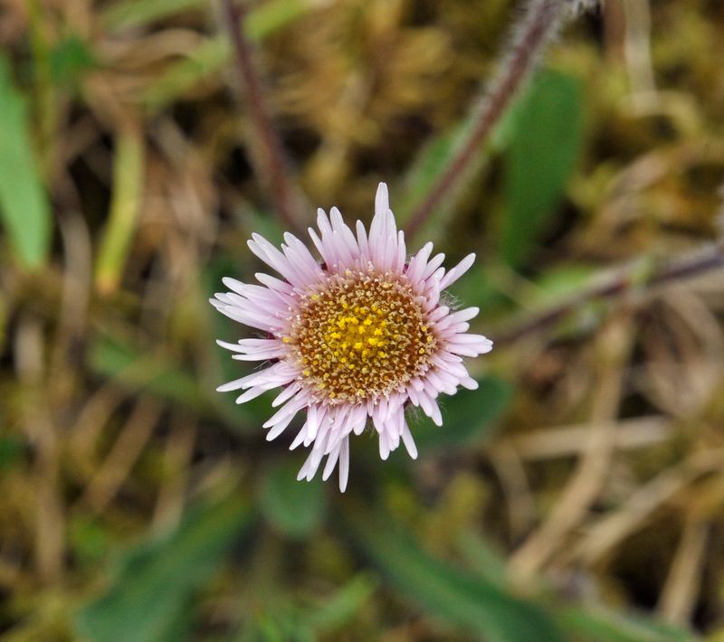 Erigeron borealis. Close-up.jpg