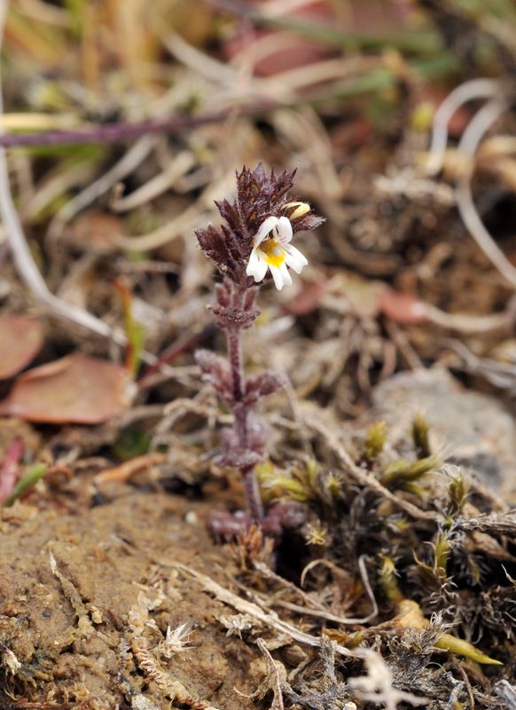 Euphrasia frigida. 2.jpg