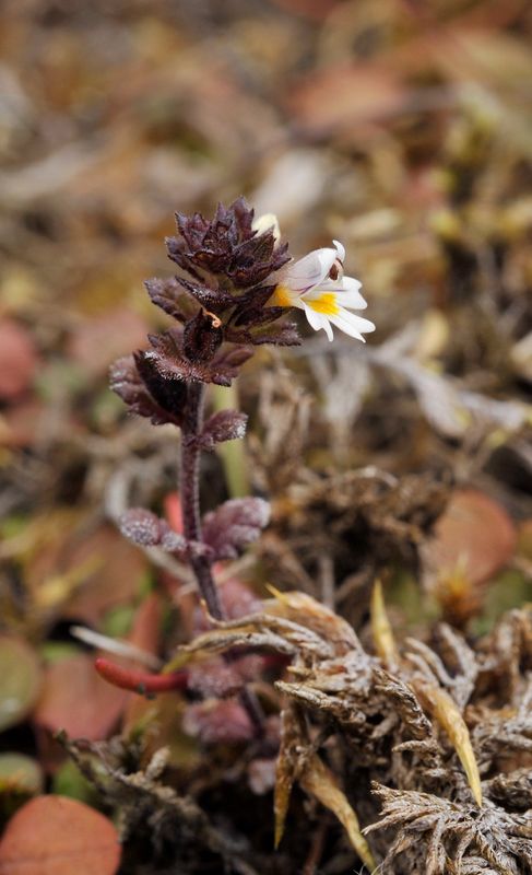 Euphrasia frigida. 3.jpg