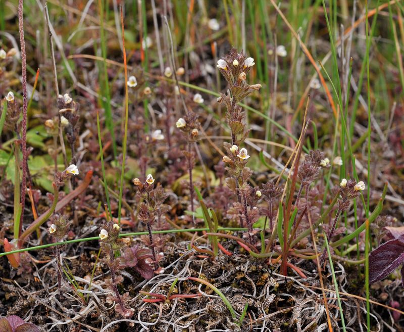 Euphrasia frigida.4.jpg