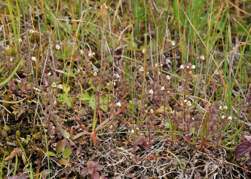 Euphrasia frigida.5.jpg