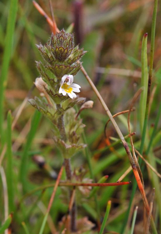 Euphrasia frigida.6.jpg