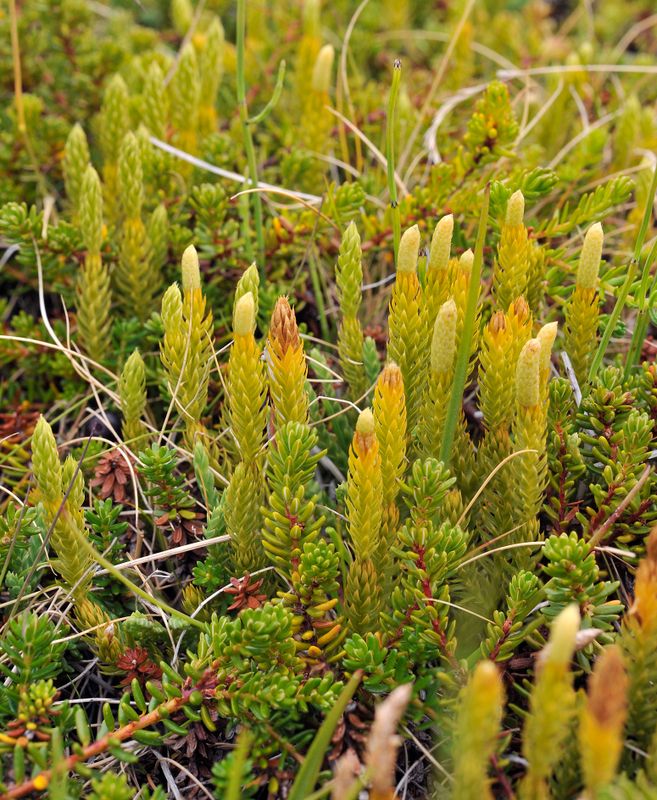 Lycopodium annotinum.jpg