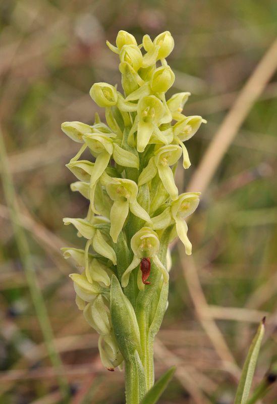 Platanthera hyperborea. Closer.2.jpg