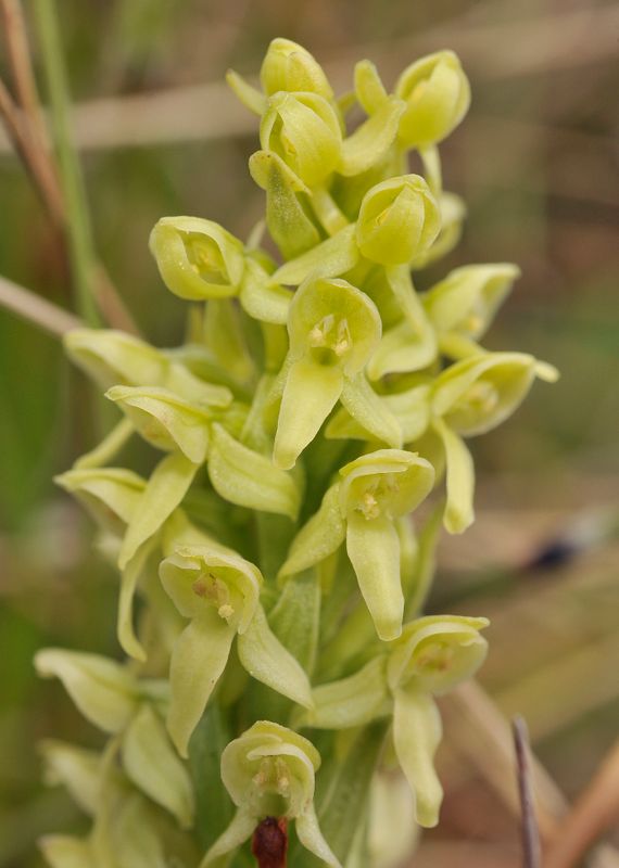 Platanthera hyperborea. Close-up.jpg