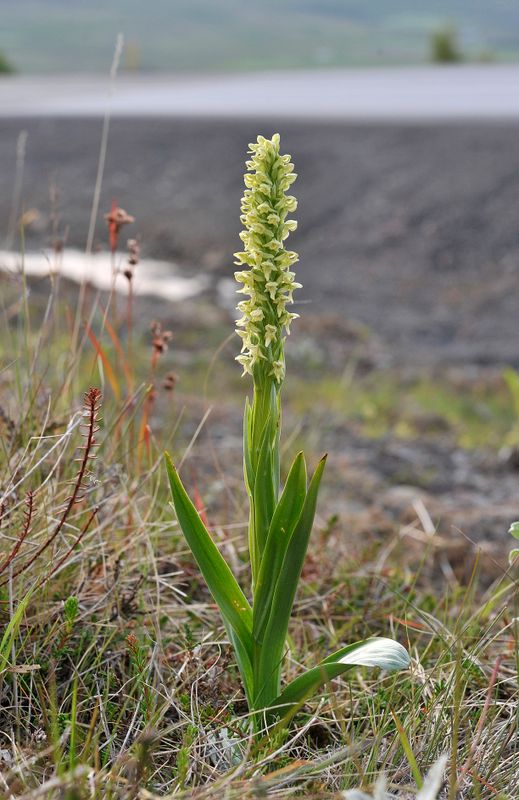 Platanthera hyperborea.6.jpg