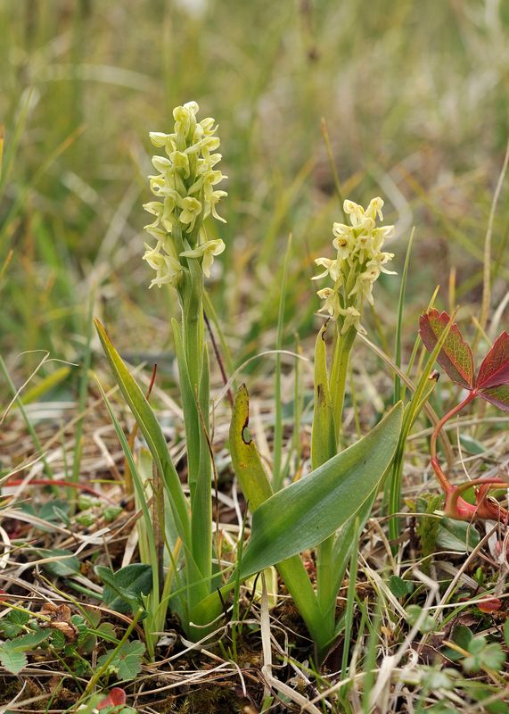Platanthera hyperborea.9.jpg