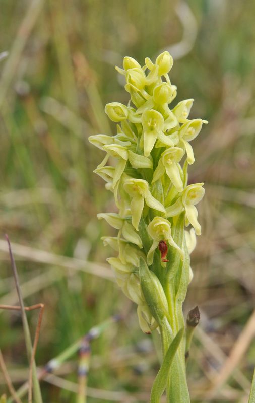 Platanthera hyperborea.10.jpg