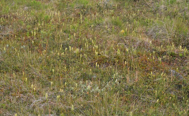 Platanthera hyperborea.11.jpg