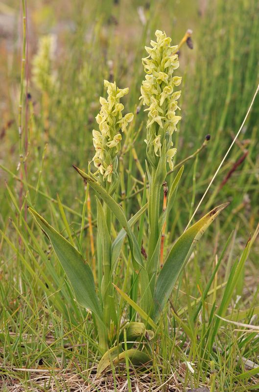 Platanthera hyperborea.12.jpg