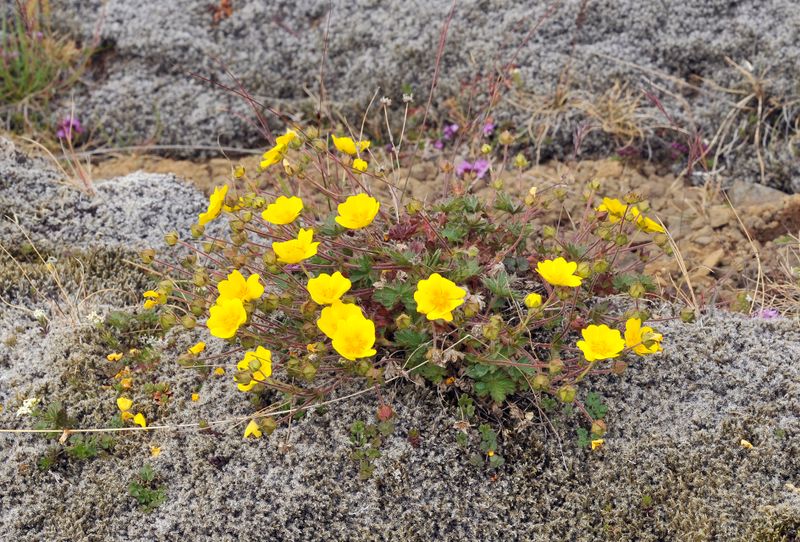 Potentilla crantzii.jpg