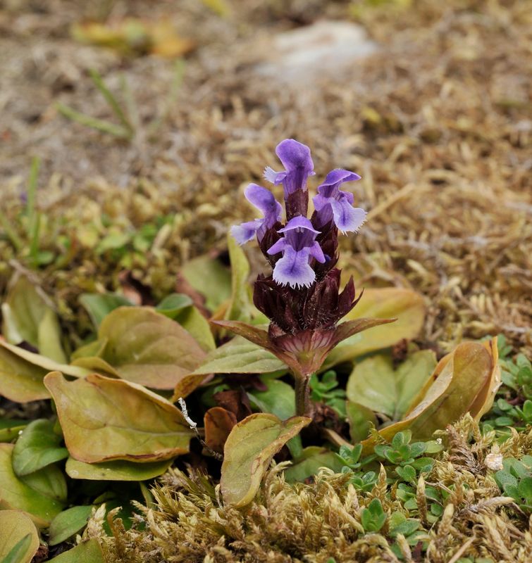 Prunella vulgaris. Close-up.jpg
