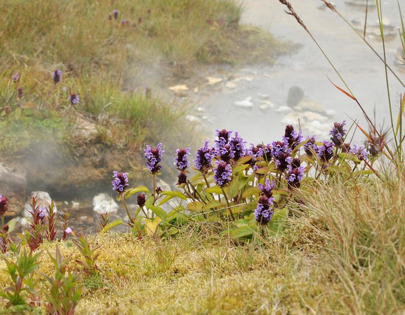 Prunella vulgaris. in thermal fog.2.jpg