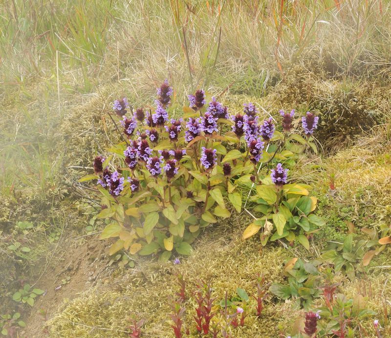 Prunella vulgaris. in thermal fog.jpg