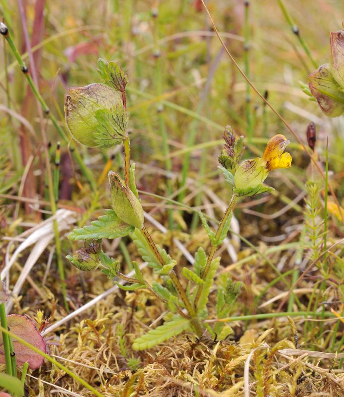 Rhinanthus minor.1.jpg