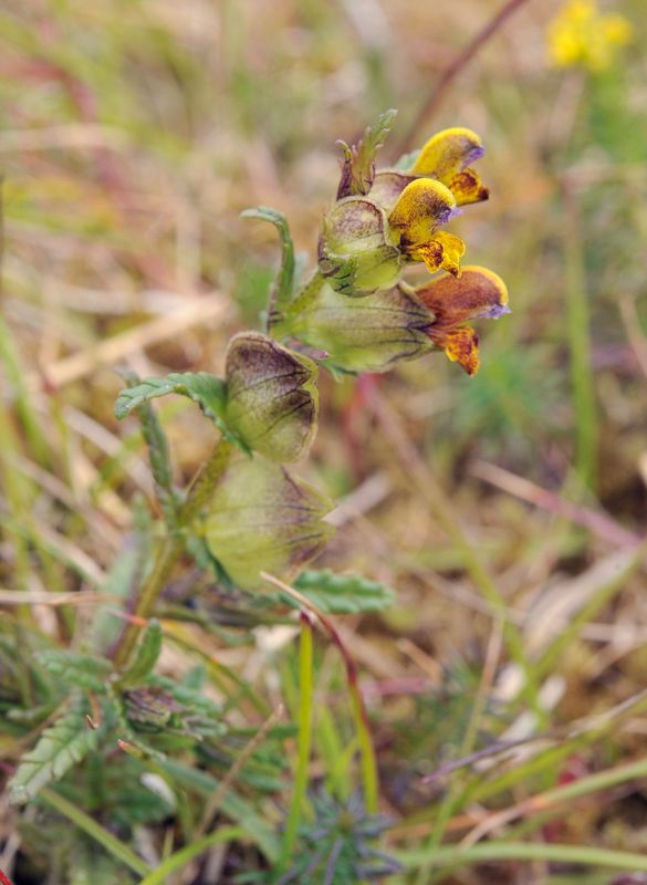 Rhinanthus minor.2.jpg