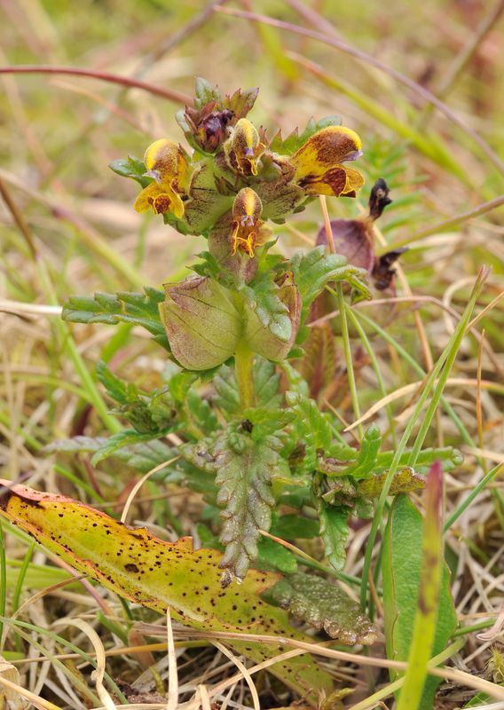 Rhinanthus minor.3.jpg