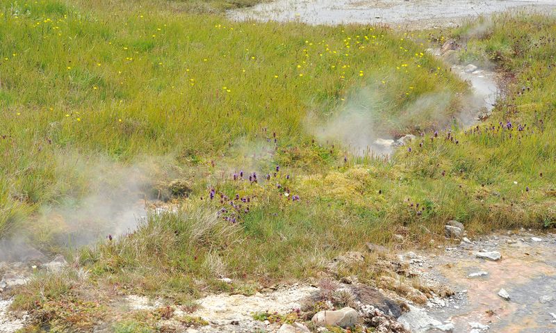 thermal vegetation.3.jpg