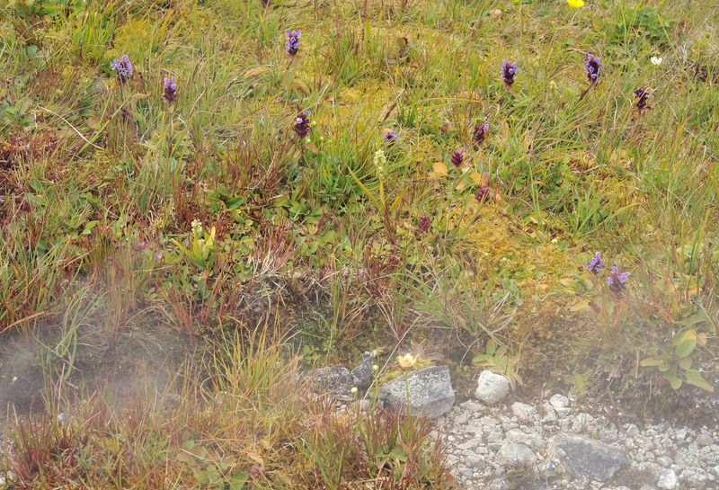 thermal vegetation.4.jpg