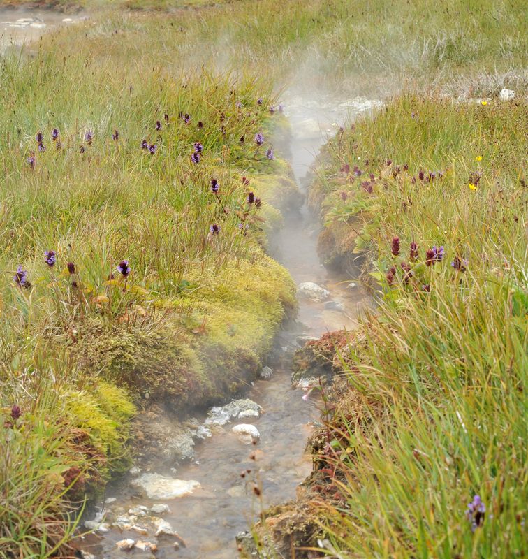 thermal vegetation.5.jpg