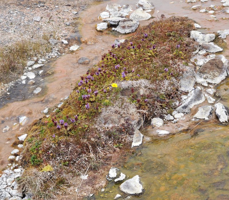 thermal vegetation.7.jpg