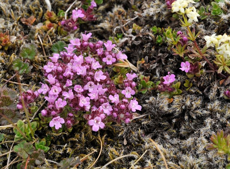 Thymus praecox subsp. arcticus.jpg