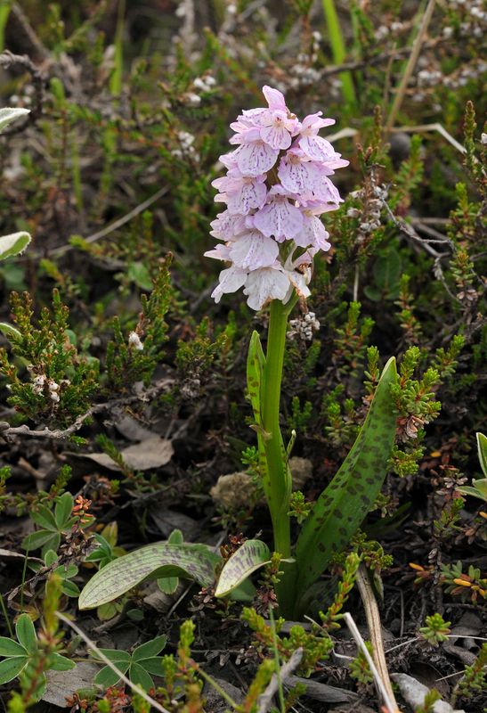 Dactylorhiza maculata.5.jpg