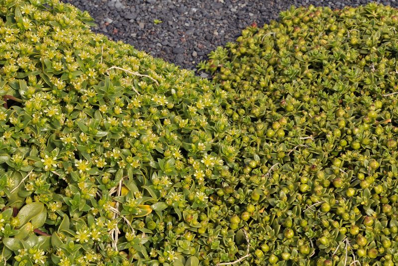 Honckenya peploides. Male and female plant. Closer.jpg