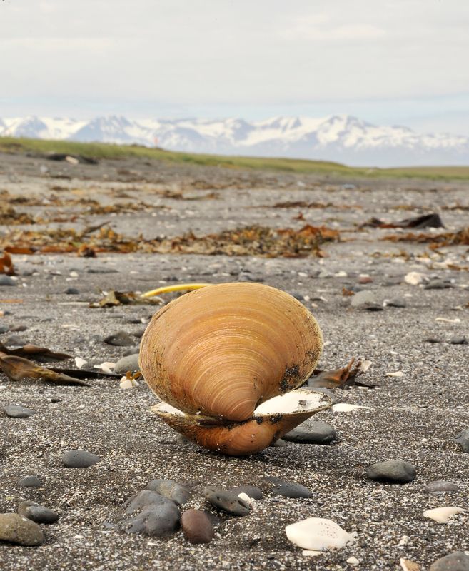 Arctica islandica.2.jpg
