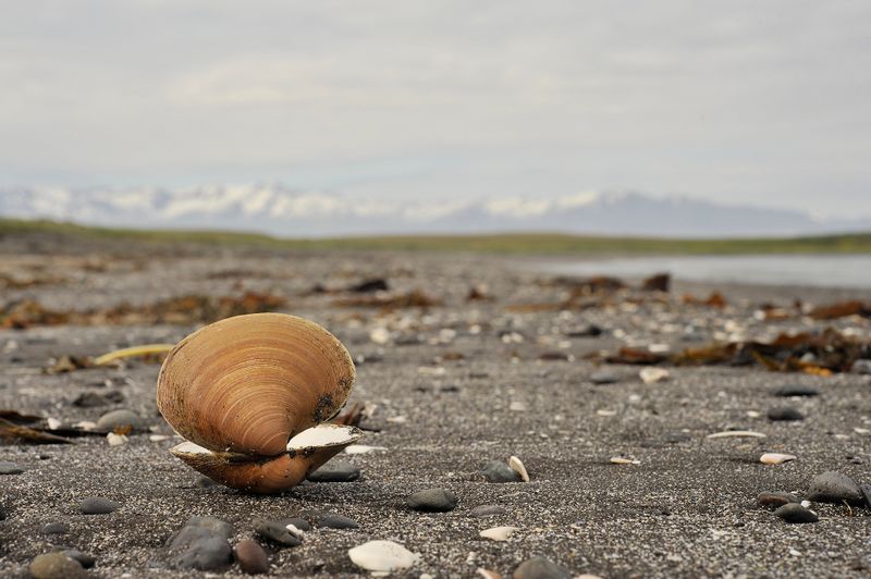 Arctica islandica.jpg