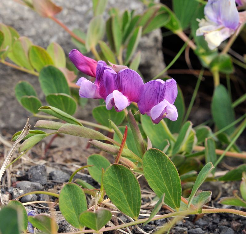 Lathyrus japonicus var. maritimus. Close-up.jpg