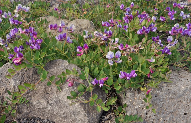 Lathyrus japonicus var. maritimus.jpg