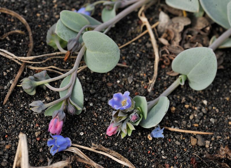 Mertensia maritima Closer.jpg