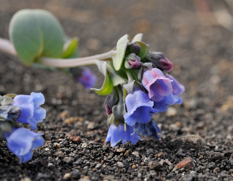 Mertensia maritima Close-up.jpg