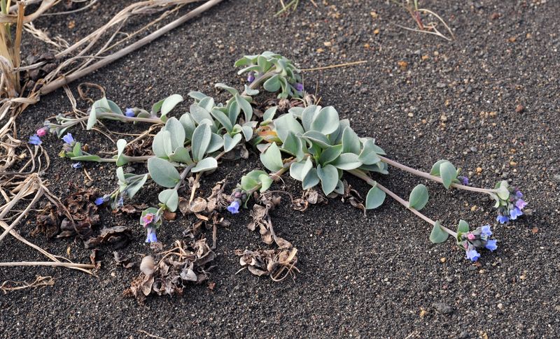 Mertensia maritima.jpg