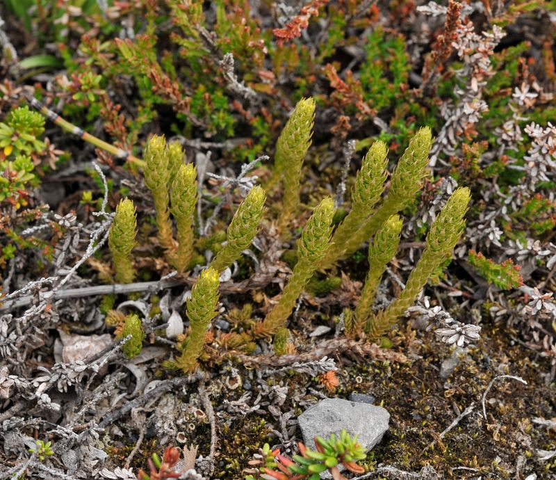 Selaginella selaginoides.jpg