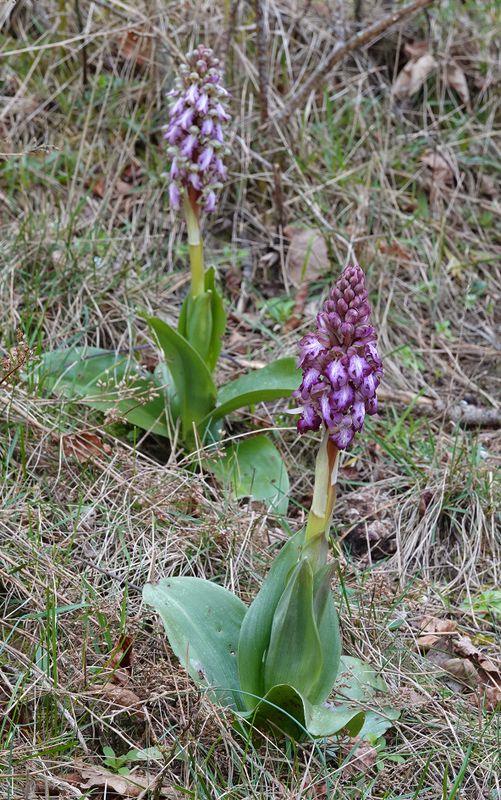 Himantoglossum robertianum.jpg